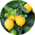 Extracto de cítricos